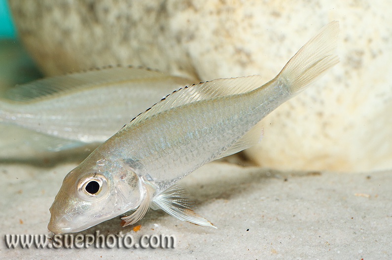Callochromis sp. 'pleurospilus tanzania' Ikola